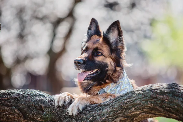 Alman Çoban Köpeği Portresi Köpek Dışarıda Safkan Köpek — Stok fotoğraf