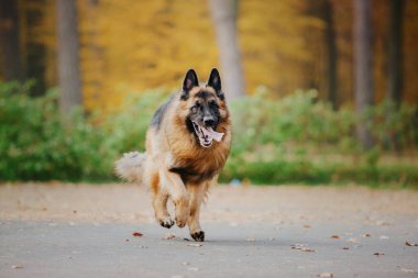 Sonbaharda yaprakları dökülen Alman çoban köpeği. Doğadaki köpek. Sonbahar havası. Düşen yapraklarda çoban köpeği.