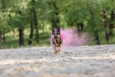 Plajda oynayan Alman çoban köpek