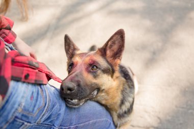 Alman çoban köpeği plajda pembe holi renkleriyle oynuyor. Holi festivali. Köpek Holi fotoğrafı..