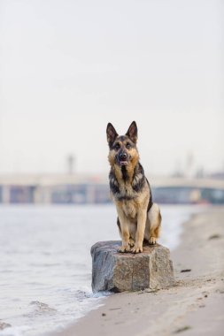 Plajda oynayan Alman çoban köpek