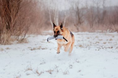 Safkan Alman çoban köpeği karda atlar ve koşar. Kış dönemi. Soğuk mevsim