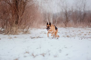 Safkan Alman çoban köpeği karda atlar ve koşar. Kış dönemi. Soğuk mevsim