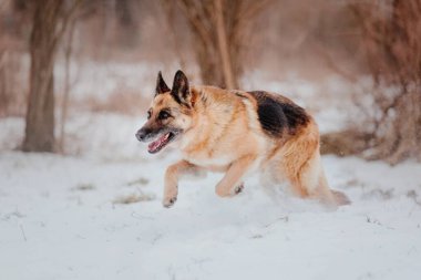 Safkan Alman çoban köpeği karda atlar ve koşar. Kış dönemi. Soğuk mevsim