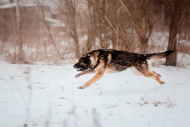 Safkan Alman çoban köpeği karda atlar ve koşar. Kış dönemi. Soğuk mevsim