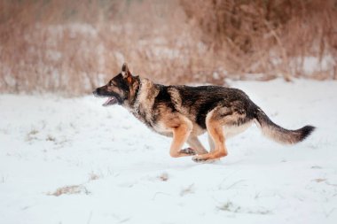 Safkan Alman çoban köpeği karda atlar ve koşar. Kış dönemi. Soğuk mevsim