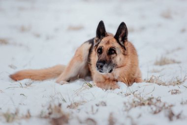 Safkan Alman çoban köpeği karda atlar ve koşar. Kış dönemi. Soğuk mevsim