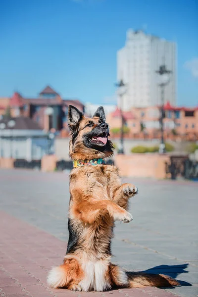 Портрет Немецкой Овчарки Собака Снаружи Чистая Собака — стоковое фото