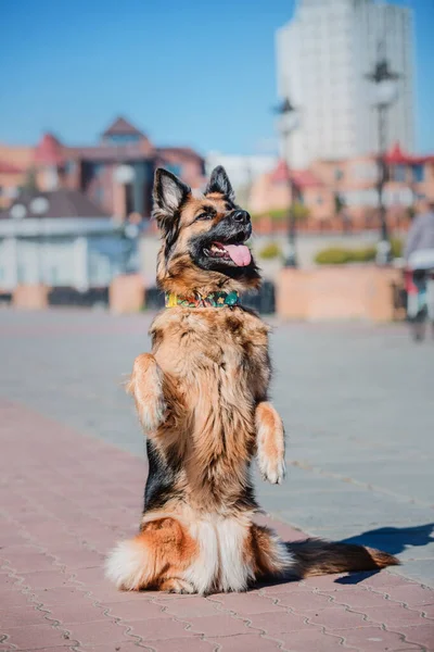 Портрет Немецкой Овчарки Собака Снаружи Чистая Собака — стоковое фото