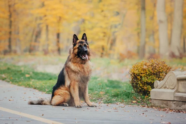 Schäferhund Mit Blättern Herbst Hund Der Natur Herbststimmung Schäferhund Fallendem — Stockfoto