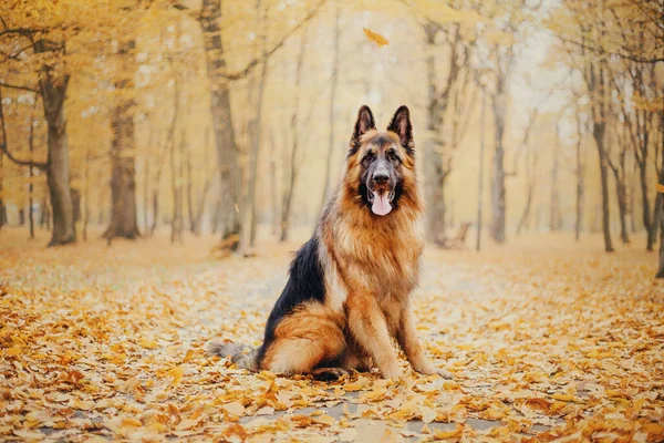 秋に葉を持つドイツの羊飼いの犬 自然の中で犬 秋の気分 落葉中の羊飼いの犬 — ストック写真