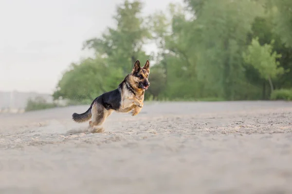 ビーチでのプレーのジャーマン シェパード犬 — ストック写真