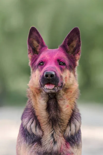 ピンクのホリ色でビーチで遊んでいるドイツの羊飼いの犬 ホリ祭りだ 犬の写真 — ストック写真