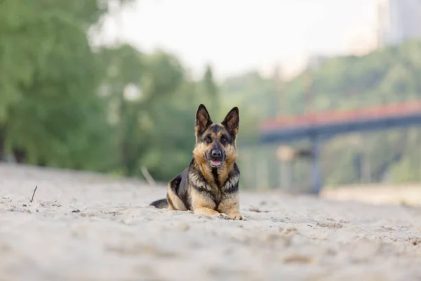 Plajda Oynayan Alman Çoban Köpek — Stok fotoğraf