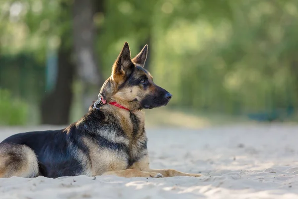 Plajda Oynayan Alman Çoban Köpek — Stok fotoğraf