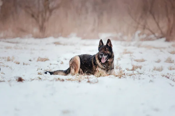 Purebred German Shepherd dog jumps and runs in the snow. Winter background. Cold season