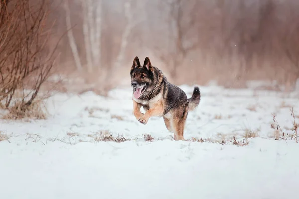 Câinele Ciobănesc German Rasă Pură Sare Aleargă Zăpadă Iarna Sezonul — Fotografie, imagine de stoc