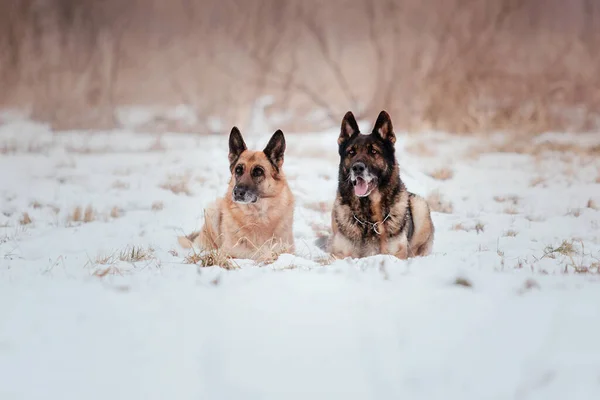 Purebred Duitse Herder Hond Springt Loopt Sneeuw Winter Achtergrond Koud — Stockfoto