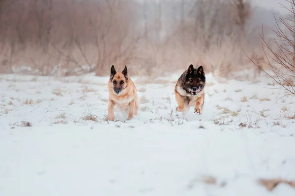 Reinrassiger Schäferhund Springt Und Rennt Schnee Winter Hintergrund Kalte Jahreszeit — Stockfoto