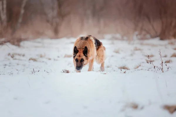 Čistokrevný Německý Ovčák Skáče Běží Sněhu Zimní Pozadí Studená Sezóna — Stock fotografie