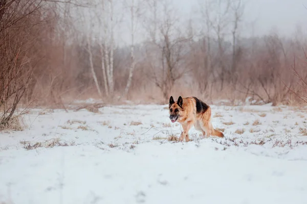 純血種ドイツの羊飼いの犬ジャンプし 雪の中で実行されます 冬の背景 寒い季節 — ストック写真