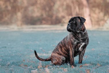 Köpek parkta oturuyor. Soğuk hava. Bullmastiff köpek cinsi. Dev köpek. Sonbahar, sonbahar mevsimi