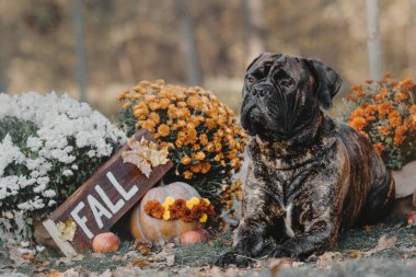 Parkta balkabaklı bir köpek. Bullmastiff köpek cinsi. Cadılar Bayramı ve Şükran Günü tatilleri. Hasat et
