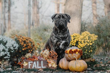 Parkta balkabaklı bir köpek. Bullmastiff köpek cinsi. Cadılar Bayramı ve Şükran Günü tatilleri. Hasat et