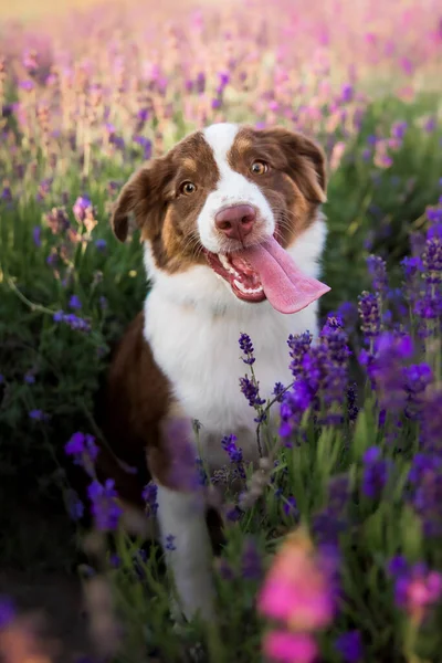 ミニチュアアメリカのラベンダー畑で羊飼いの子犬の犬 花畑で犬 ラベンダー — ストック写真