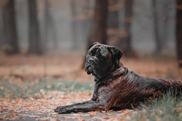 Cão Deitado Parque Tempo Frio Raça Cão Bullmastiff Cão Gigante — Fotografia de Stock