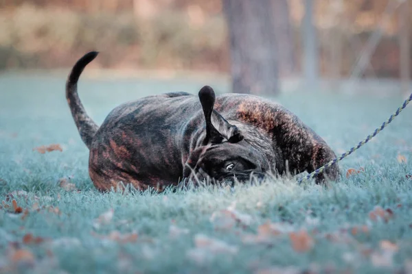 Σκύλος Ξαπλωμένος Στο Πάρκο Κρύο Καιρό Μπουλμαστίφ Ράτσα Σκύλου Τεράστιο — Φωτογραφία Αρχείου