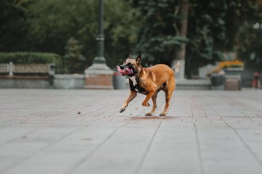 Kamu parkında Belçika çobanı Malinois. Sonbahar, sonbahar. Yürüyüşteki mutlu köpek