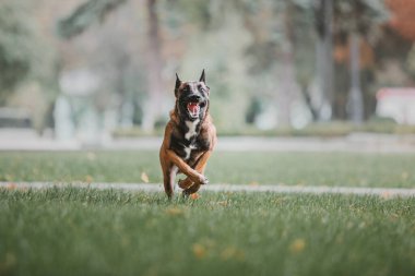 Kamu parkında Belçika çobanı Malinois. Sonbahar, sonbahar. Yürüyüşteki mutlu köpek