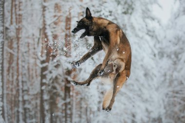 Kışın Belçika Çoban Köpeği (Malinois köpeği). Kar arka planı. Kış Ormanı
