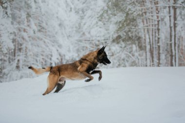 Kışın Belçika Çoban Köpeği (Malinois köpeği). Kar arka planı. Kış Ormanı