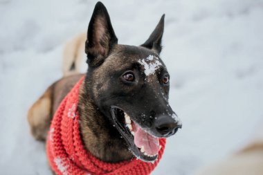 Kışın Belçika Çoban Köpeği (Malinois köpeği). Kar arka planı. Kış Ormanı