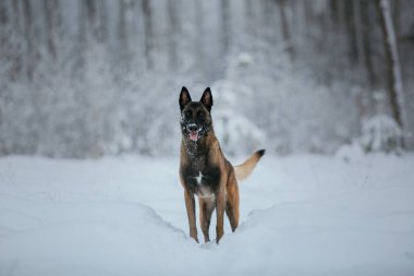 Kışın Belçika Çoban Köpeği (Malinois köpeği). Kar arka planı. Kış Ormanı