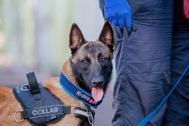 Working malinois dog. Belgian shepherd dog. Police, guard dog
