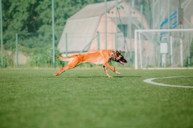 Working malinois dog. Belgian shepherd dog. Police, guard dog