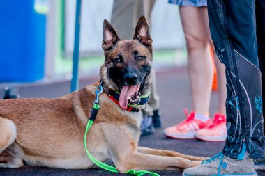 Working malinois dog. Belgian shepherd dog. Police, guard dog