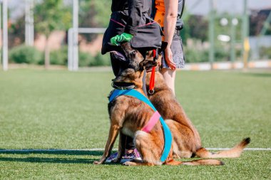 Working malinois dog. Belgian shepherd dog. Police, guard dog