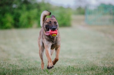 Belçika Çoban Köpeği kaçıyor. Köpek dışarıda oynuyor. Yaz zamanı. Yürüyüşteki mutlu köpek. Etkin hayvan