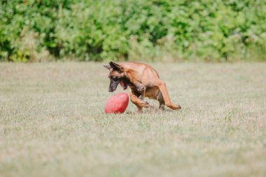 Belçika Çoban Köpeği kaçıyor. Köpek dışarıda oynuyor. Yaz zamanı. Yürüyüşteki mutlu köpek. Etkin hayvan