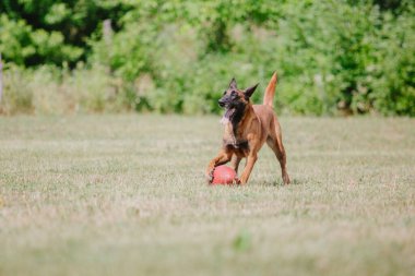 Belçika Çoban Köpeği kaçıyor. Köpek dışarıda oynuyor. Yaz zamanı. Yürüyüşteki mutlu köpek. Etkin hayvan