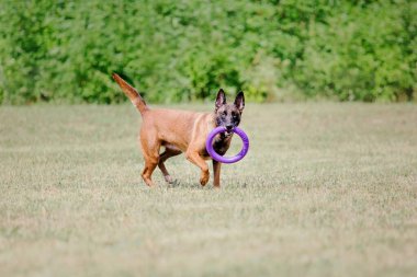 Belçika Çoban Köpeği kaçıyor. Köpek dışarıda oynuyor. Yaz zamanı. Yürüyüşteki mutlu köpek. Etkin hayvan