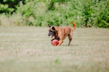 Belçika Çoban Köpeği kaçıyor. Köpek dışarıda oynuyor. Yaz zamanı. Yürüyüşteki mutlu köpek. Etkin hayvan