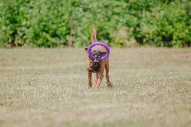 Belçika Çoban Köpeği kaçıyor. Köpek dışarıda oynuyor. Yaz zamanı. Yürüyüşteki mutlu köpek. Etkin hayvan