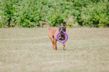 Belçika Çoban Köpeği kaçıyor. Köpek dışarıda oynuyor. Yaz zamanı. Yürüyüşteki mutlu köpek. Etkin hayvan