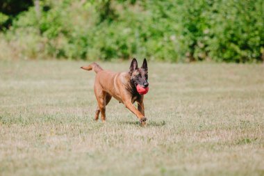 Belçika Çoban Köpeği kaçıyor. Köpek dışarıda oynuyor. Yaz zamanı. Yürüyüşteki mutlu köpek. Etkin hayvan