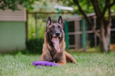 Belçika Çoban Köpeği Malinoisdog yerde yatıyor. Köpek dışarıda. Yaz zamanı. Yürüyüşteki mutlu köpek. Etkin hayvan
